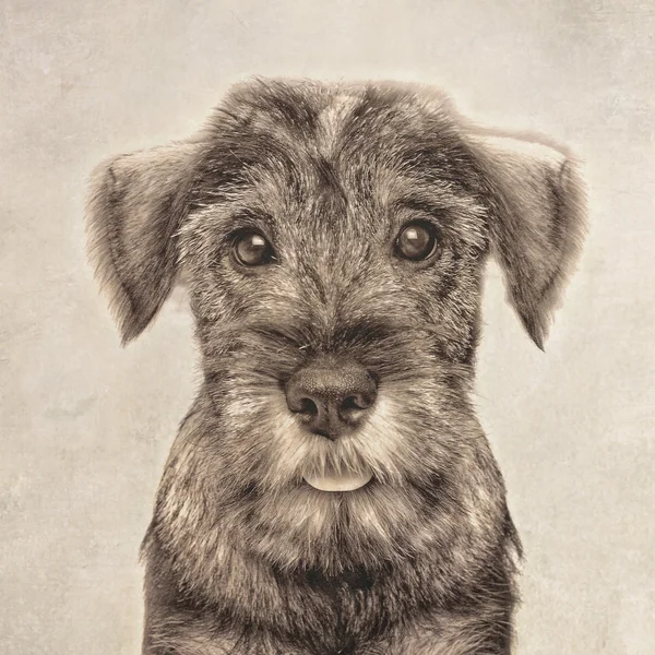 Schnauzer valp — Stockfoto