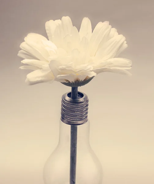 Ampul içinde çiçek — Stok fotoğraf