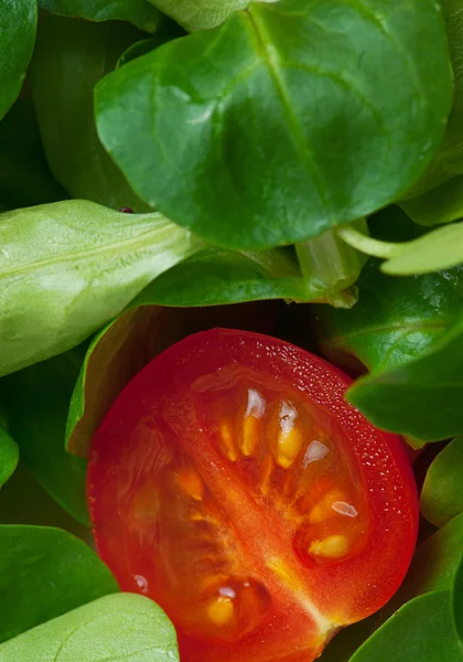 Färska salade och tomat — Stockfoto