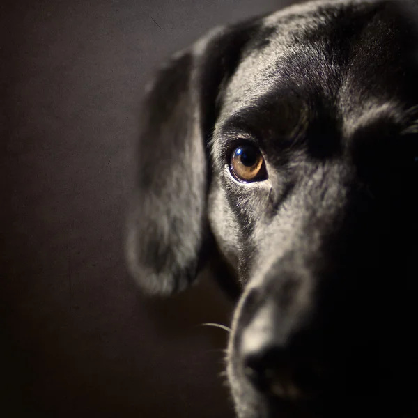 Schwarzer Hund — Stockfoto