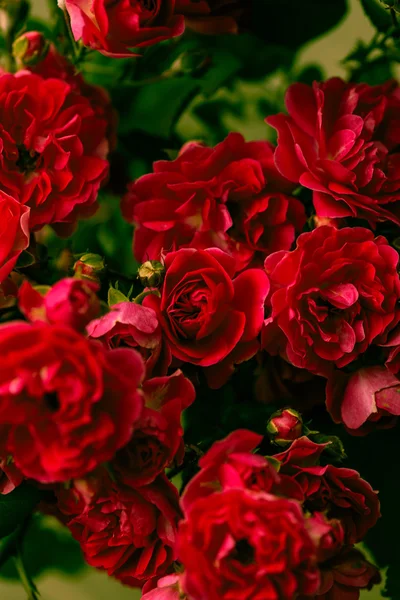 Ανθισμένα τριαντάφυλλα λουλούδια — Φωτογραφία Αρχείου
