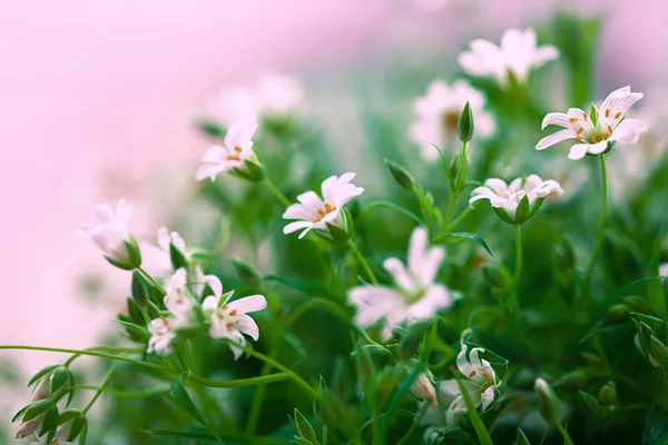 Lente bloemen achtergrond — Stockfoto