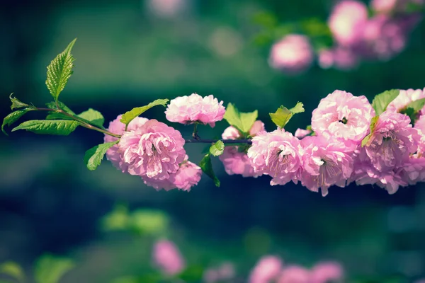 Tle natura z kwiatami — Zdjęcie stockowe