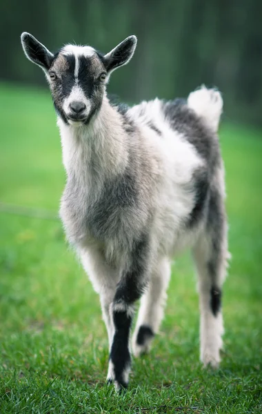 Kůzlátko na zelené trávě — Stock fotografie