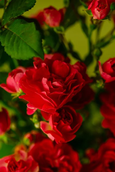 Blooming roses flowers — Stock Photo, Image