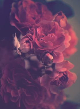 Çiçek açan gül çiçek