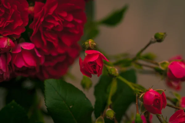 Flores de rosas florecientes — Foto de Stock