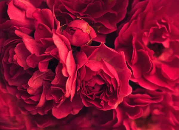 盛开的玫瑰鲜花 — 图库照片
