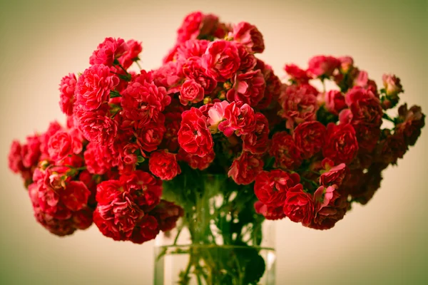 Schöne rote Rosen — Stockfoto