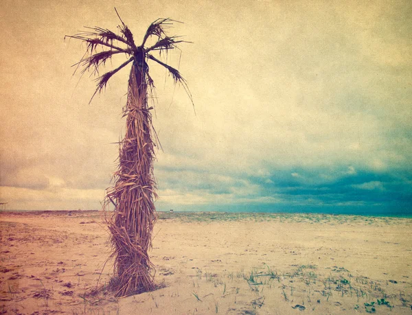 Palm tree - vintage toned. — Stock Photo, Image