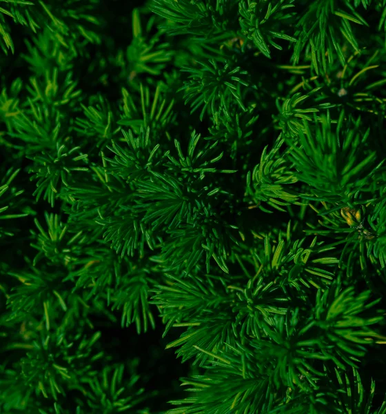 Abeto verde o ramas de pino — Foto de Stock
