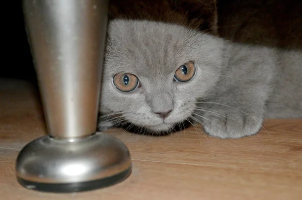 고양이 캐비닛 아래 숨어 — 스톡 사진