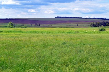 Kırsal yaz manzarası