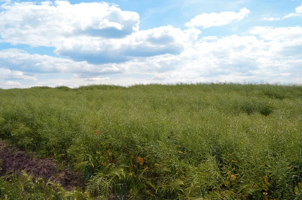 Raps auf der grünen Wiese — Stockfoto