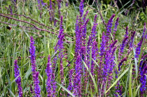 Violette Blüten — Stockfoto