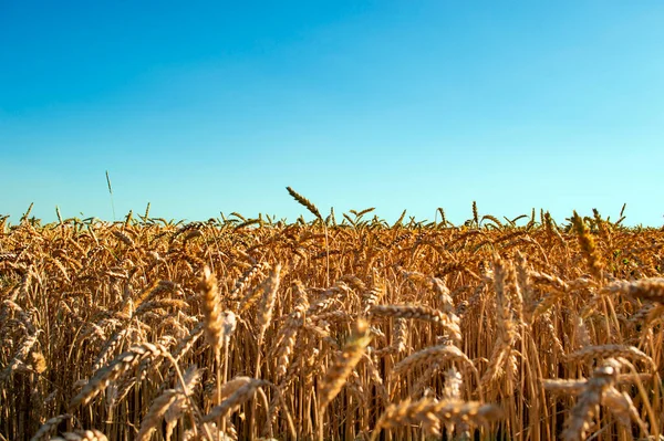 Golden Ears Wheat Blue Sky Background — Stock Photo, Image