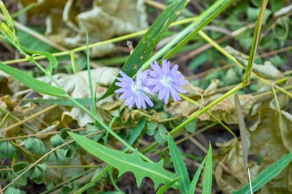 Blauwe Wilde Bloemen Groen Weidegras — Stockfoto