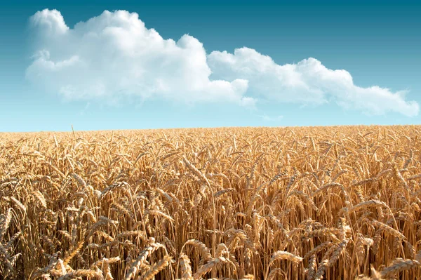 Golden Ears Wheat Background Blue Sky Clouds — Stock Photo, Image