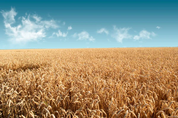 Wheat Field Background Blue Sky Clouds — Stock Photo, Image