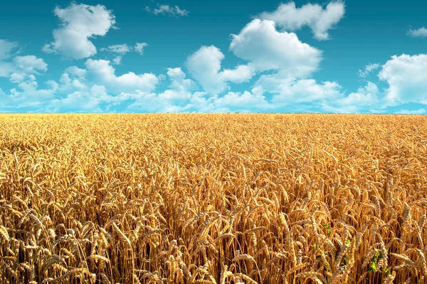 Wheat Field Landscape Clouds Blue Sky — Stock Photo, Image