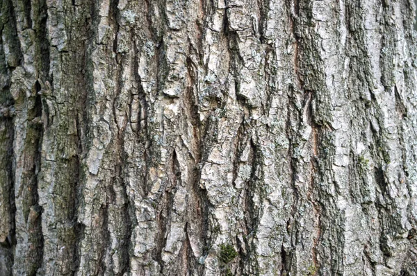 Texture Fond Écorce Arbre Dans Forêt Été — Photo