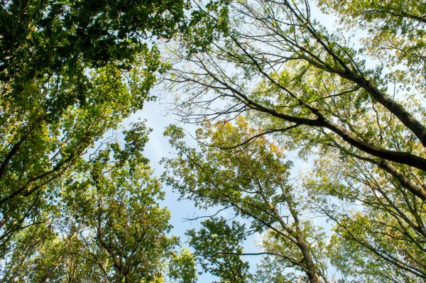 青い空を背景に夏の森の樹冠 — ストック写真