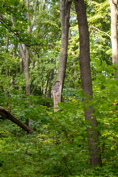 Boom Met Een Gehakte Tak Een Zomerbos Tegen Een Achtergrond — Stockfoto