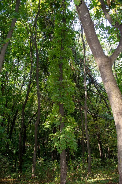 Landschap Van Bomen Het Zomerwoud — Stockfoto