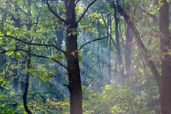 Δέντρα Στο Δάσος Του Καλοκαιριού Στο Φόντο Της Ηλιαχτίδες — Φωτογραφία Αρχείου
