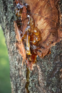Kabuğu soyulmuş ağaç gövdesi ve reçinesi