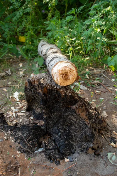 Kömürleşmiş Bir Kütükte Ağaç Gövdesini Kesmek — Stok fotoğraf