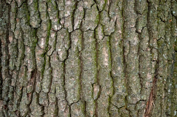 Corteccia Albero Deciduo Sfondo — Foto Stock