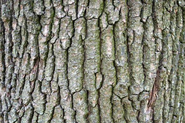 Corteccia Albero Deciduo Sfondo — Foto Stock