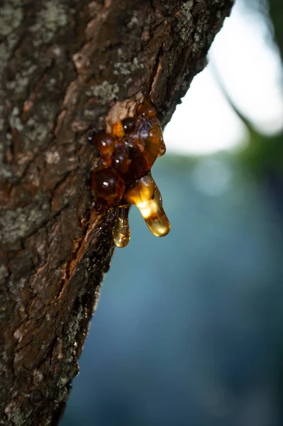 Leaking Resin Damaged Tree Bark — Stock Photo, Image