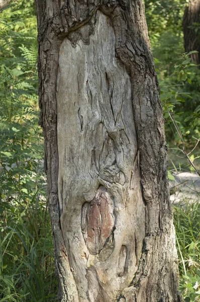 Tronco Albero Con Corteccia Sbucciata Con Tacco — Foto Stock