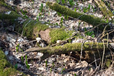 yosun içinde kuru dalları