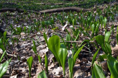 Yabani sarımsak Glade yeşil yaprakları