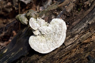 Ağaç gövdesinde mantar