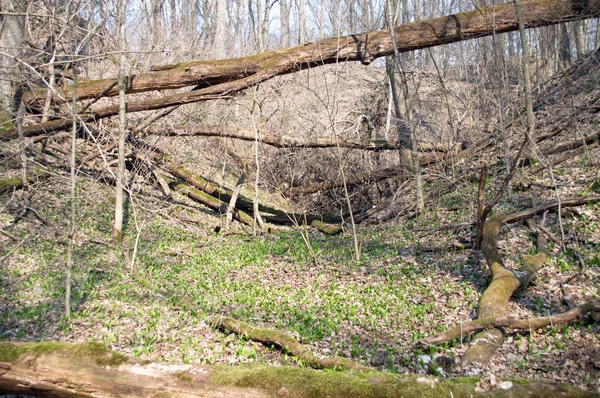 Nedfallna döda träd — Stockfoto