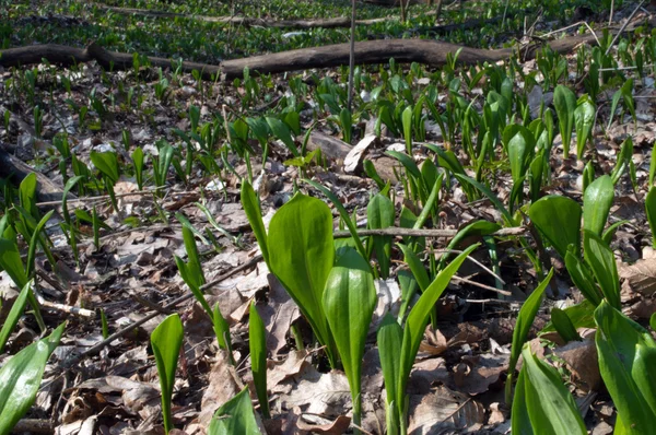 Glade green leaves of wild garlic — Stock Photo, Image