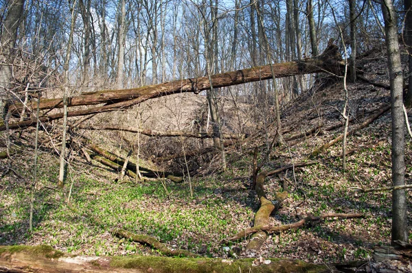 Torra fallna träd i Vårskog — Stockfoto