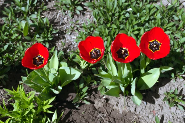 Quatre tulipes rouges — Photo