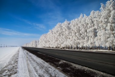 Kar kış parkta. güzel kış manzarası ile yol ve sn