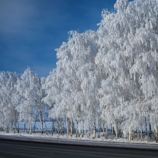 Зимний парк в снегу. красивый зимний пейзаж с дорогой и sn — стоковое фото