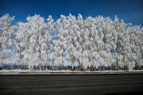 雪の中の冬の公園。道路と sn の美しい冬の風景 — ストック写真