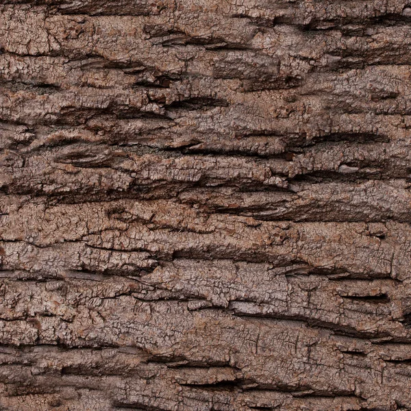 Textura - um latido de um velho carvalho. Madeira árvore fundo padrão — Fotografia de Stock