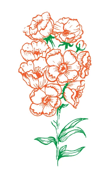 白い背景を持つ花 — ストックベクタ