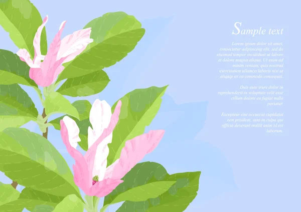 Magnolia blommor — Stock vektor