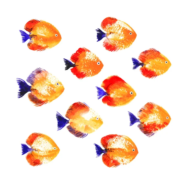 Set van aquarel discus vis — Stockvector