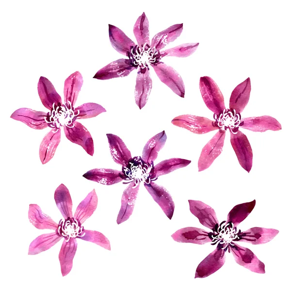 Set met vector aquarel clematis — Stockvector